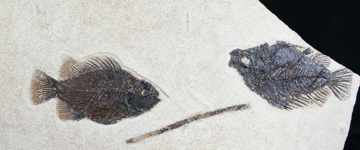 Double Priscacara Fish Fossil With Twig #8572